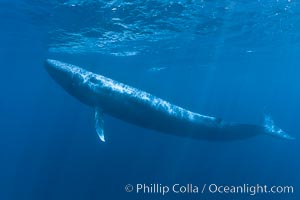 Blue whale underwater closeup photo.  This incredible picture of a blue whale, the largest animal ever to inhabit earth, shows it swimming through the open ocean, a rare underwater view.  Over 80' long and just a few feet from the camera, an extremely wide lens was used to photograph the entire enormous whale, Balaenoptera musculus