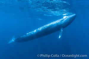 Blue whale underwater closeup photo.  This incredible picture of a blue whale, the largest animal ever to inhabit earth, shows it swimming through the open ocean, a rare underwater view.  Over 80' long and just a few feet from the camera, an extremely wide lens was used to photograph the entire enormous whale, Balaenoptera musculus