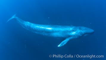 Blue whale underwater closeup photo.  This incredible picture of a blue whale, the largest animal ever to inhabit earth, shows it swimming through the open ocean, a rare underwater view.  Over 80' long and just a few feet from the camera, an extremely wide lens was used to photograph the entire enormous whale, Balaenoptera musculus