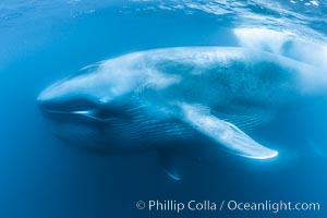 Blue whale underwater closeup photo.  This incredible picture of a blue whale, the largest animal ever to inhabit earth, shows it swimming through the open ocean, a rare underwater view.  Over 80' long and just a few feet from the camera, an extremely wide lens was used to photograph the entire enormous whale, Balaenoptera musculus