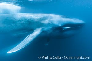 Blue whale underwater with mouth full of krill, calf is partially seen below the mother.  This incredible picture of a blue whale, the largest animal ever to inhabit earth, shows it swimming through the open ocean, a rare underwater view.  Over 80' long and just a few feet from the camera, an extremely wide lens was used to photograph the entire enormous whale, Balaenoptera musculus