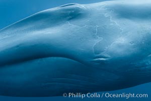 Blue whale underwater closeup photo.  This incredible picture of a blue whale, the largest animal ever to inhabit earth, shows it swimming through the open ocean, a rare underwater view.  Over 80' long and just a few feet from the camera, an extremely wide lens was used to photograph the entire enormous whale, Balaenoptera musculus