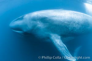 Blue whale underwater closeup photo.  This incredible picture of a blue whale, the largest animal ever to inhabit earth, shows it swimming through the open ocean, a rare underwater view.  Over 80' long and just a few feet from the camera, an extremely wide lens was used to photograph the entire enormous whale, Balaenoptera musculus