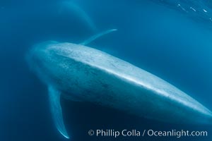 Blue whale underwater closeup photo.  This incredible picture of a blue whale, the largest animal ever to inhabit earth, shows it swimming through the open ocean, a rare underwater view.  Over 80' long and just a few feet from the camera, an extremely wide lens was used to photograph the entire enormous whale, Balaenoptera musculus