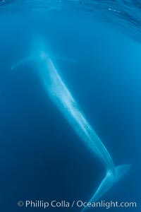 Blue whale underwater closeup photo.  This incredible picture of a blue whale, the largest animal ever to inhabit earth, shows it swimming through the open ocean, a rare underwater view.  Over 80' long and just a few feet from the camera, an extremely wide lens was used to photograph the entire enormous whale, Balaenoptera musculus