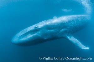 A closeup view of a huge blue whale (Balaenoptera musculus) in the open ocean, miles from shore.