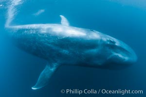 Blue whale underwater closeup photo.  This incredible picture of a blue whale, the largest animal ever to inhabit earth, shows it swimming through the open ocean, a rare underwater view.  Over 80' long and just a few feet from the camera, an extremely wide lens was used to photograph the entire enormous whale, Balaenoptera musculus