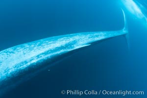 Blue whale underwater closeup photo.  This incredible picture of a blue whale, the largest animal ever to inhabit earth, shows it swimming through the open ocean, a rare underwater view.  Over 80' long and just a few feet from the camera, an extremely wide lens was used to photograph the entire enormous whale, Balaenoptera musculus