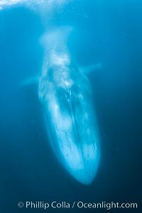 Blue whale underwater closeup photo.  This incredible picture of a blue whale, the largest animal ever to inhabit earth, shows it swimming through the open ocean, a rare underwater view.  Over 80' long and just a few feet from the camera, an extremely wide lens was used to photograph the entire enormous whale, Balaenoptera musculus