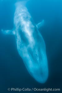 Blue whale underwater closeup photo.  This incredible picture of a blue whale, the largest animal ever to inhabit earth, shows it swimming through the open ocean, a rare underwater view, Balaenoptera musculus