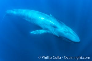 A huge blue whale swims through the open ocean in this underwater photograph. The blue whale is the largest animal ever to live on Earth, Balaenoptera musculus, San Diego, California