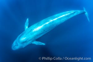 A huge blue whale swims through the open ocean in this underwater photograph. The blue whale is the largest animal ever to live on Earth, Balaenoptera musculus, San Diego, California