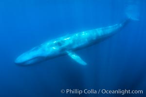 A huge blue whale swims through the open ocean in this underwater photograph. The blue whale is the largest animal ever to live on Earth.