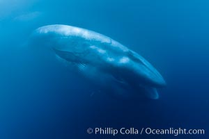 A blue whale (Balaenoptera musculus) underwater with its mouth open as it feeds on krill.