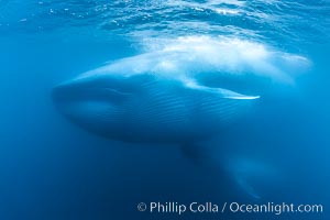 Blue whales feeding on krill underwater closeup photo.  A picture of a blue whale with its throat pleats inflated with a mouthful of krill. A calf swims behind and below the adult. Over 80' long and just a few feet from the camera, an extremely wide lens was used to photograph the entire enormous whale, Balaenoptera musculus