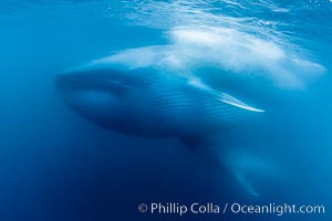 Blue whales feeding on krill underwater closeup photo.  A picture of a blue whale with its throat pleats inflated with a mouthful of krill. A calf swims behind and below the adult. Over 80' long and just a few feet from the camera, an extremely wide lens was used to photograph the entire enormous whale, Balaenoptera musculus