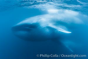 Blue whales feeding on krill underwater closeup photo.  A picture of a blue whale with its throat pleats inflated with a mouthful of krill. A calf swims behind and below the adult. Over 80' long and just a few feet from the camera, an extremely wide lens was used to photograph the entire enormous whale, Balaenoptera musculus