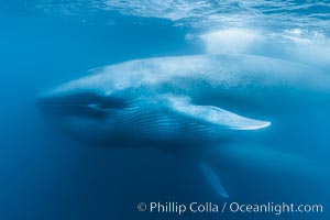 Blue whales feeding on krill underwater closeup photo.  A picture of a blue whale with its throat pleats inflated with a mouthful of krill. A calf swims behind and below the adult. Over 80' long and just a few feet from the camera, an extremely wide lens was used to photograph the entire enormous whale, Balaenoptera musculus