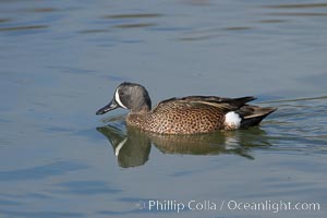 Blue-winged teal, male, Anas discors, Upper Newport Bay Ecological Reserve, Newport Beach, California