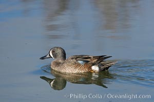 Blue-winged teal, male, Anas discors, Upper Newport Bay Ecological Reserve, Newport Beach, California