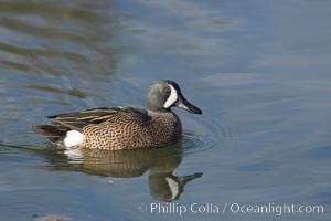 Blue-winged teal, male, Anas discors, Upper Newport Bay Ecological Reserve, Newport Beach, California