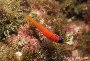 Bluebanded goby, Catalina, Lythrypnus dalli, Catalina Island