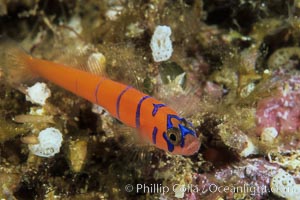 Bluebanded goby, Lythrypnus dalli, Catalina Island