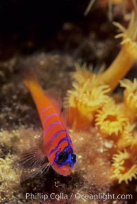 Bluebanded goby, Catalina, Lythrypnus dalli, Catalina Island