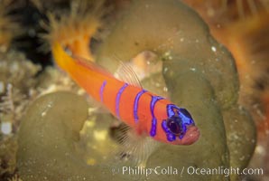 Blue-banded goby, Catalina island, Lythrypnus dalli, Catalina Island