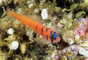 Bluebanded goby, Catalina, Lythrypnus dalli, Catalina Island