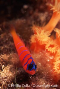 Bluebanded goby, Catalina, Lythrypnus dalli, Catalina Island