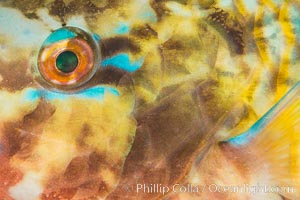 Bluechin Parrotfish Eye Detail, Scarus ghobban, Sea of Cortez, Isla Cayo, Baja California, Mexico