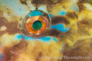 Bluechin Parrotfish Eye Detail, Scarus ghobban, Sea of Cortez, Isla Cayo, Baja California, Mexico