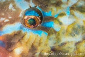 Bluechin Parrotfish Eye Detail, Scarus ghobban, Sea of Cortez, Isla Cayo, Baja California, Mexico