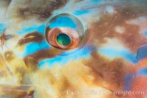 Bluechin Parrotfish Eye Detail, Scarus ghobban, Sea of Cortez, Isla Cayo, Baja California, Mexico