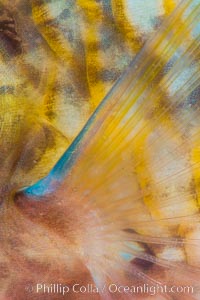 Bluechin Parrotfish Fin Detail, Scarus ghobban, Sea of Cortez, Isla Cayo, Baja California, Mexico