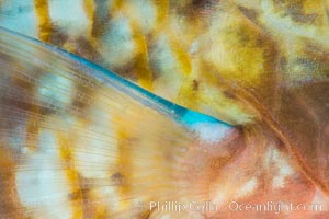 Bluechin Parrotfish Fin Detail, Scarus ghobban, Sea of Cortez. Isla Cayo, Baja California, Mexico, natural history stock photograph, photo id 33759