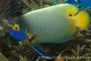 Blue face angelfish., Pomacanthus xanthometopon, natural history stock photograph, photo id 07852