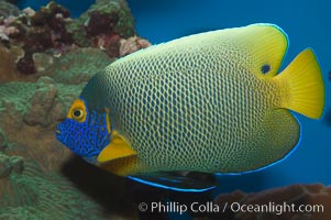 Blue face angelfish, Pomacanthus xanthometopon