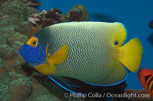 Blue face angelfish, Pomacanthus xanthometopon