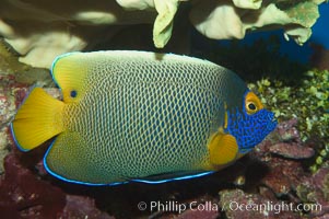 Blue face angelfish., Pomacanthus xanthometopon, natural history stock photograph, photo id 07855