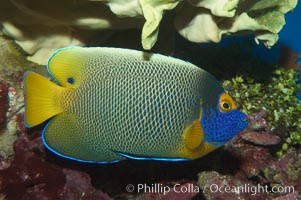 Blue face angelfish, Pomacanthus xanthometopon