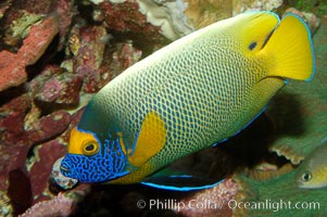 Blue face angelfish, Pomacanthus xanthometopon