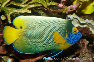 Blue face angelfish., Pomacanthus xanthometopon, natural history stock photograph, photo id 08663