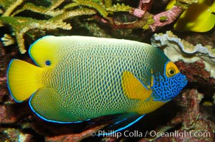 Blue face angelfish, Pomacanthus xanthometopon