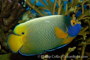 Blue face angelfish, Pomacanthus xanthometopon