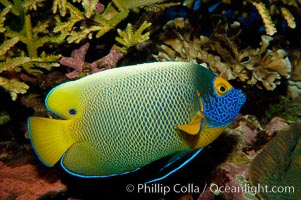 Blue face angelfish, Pomacanthus xanthometopon