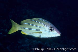 Bluestripe snapper, Lutjanus kasmira, Maui