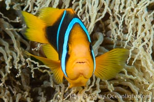 Bluestripe clownfish, Amphiprion chrysopterus, Fiji, Amphiprion chrysopterus