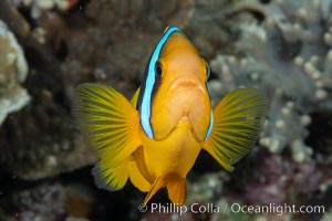 Bluestripe clownfish, Amphiprion chrysopterus, Fiji., Amphiprion chrysopterus, natural history stock photograph, photo id 34826